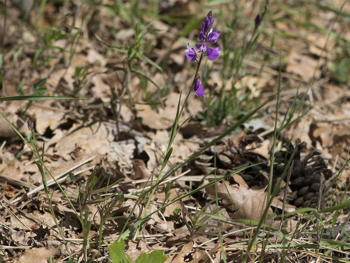 Polygala nicaeensis